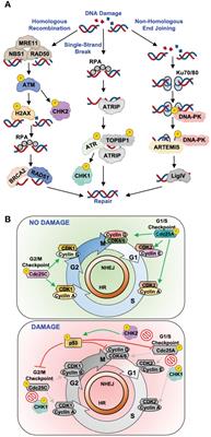Wielding a double-edged sword: viruses exploit host DNA repair systems to facilitate replication while bypassing immune activation